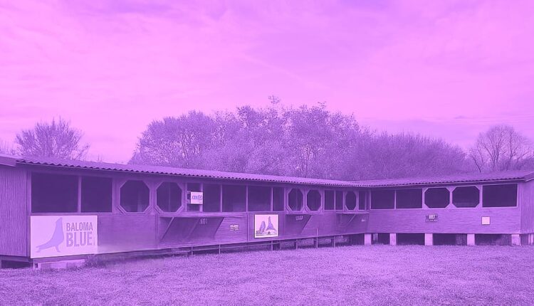 🕊️ Bun venit la Royal City One Loft Race – pasiune, competiție și performanță!