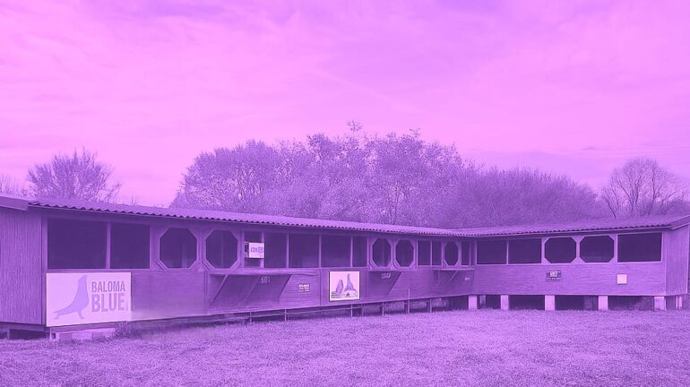 🕊️ Bun venit la Royal City One Loft Race – pasiune, competiție și performanță!