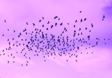 📢 Primirea porumbeilor pentru sezonul 2026