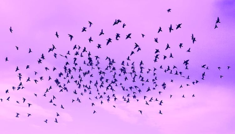 📢 Primirea porumbeilor pentru sezonul 2026